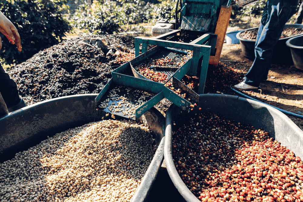 Doğal, Yıkanmış ve Honey: Kahve İşleme Yöntemleri Ne Anlama Gelir?